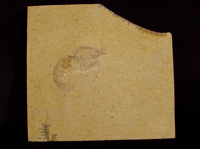 Eystaettia intermedius (OPPEL 1839) - Bild © FossNet FossilienStore